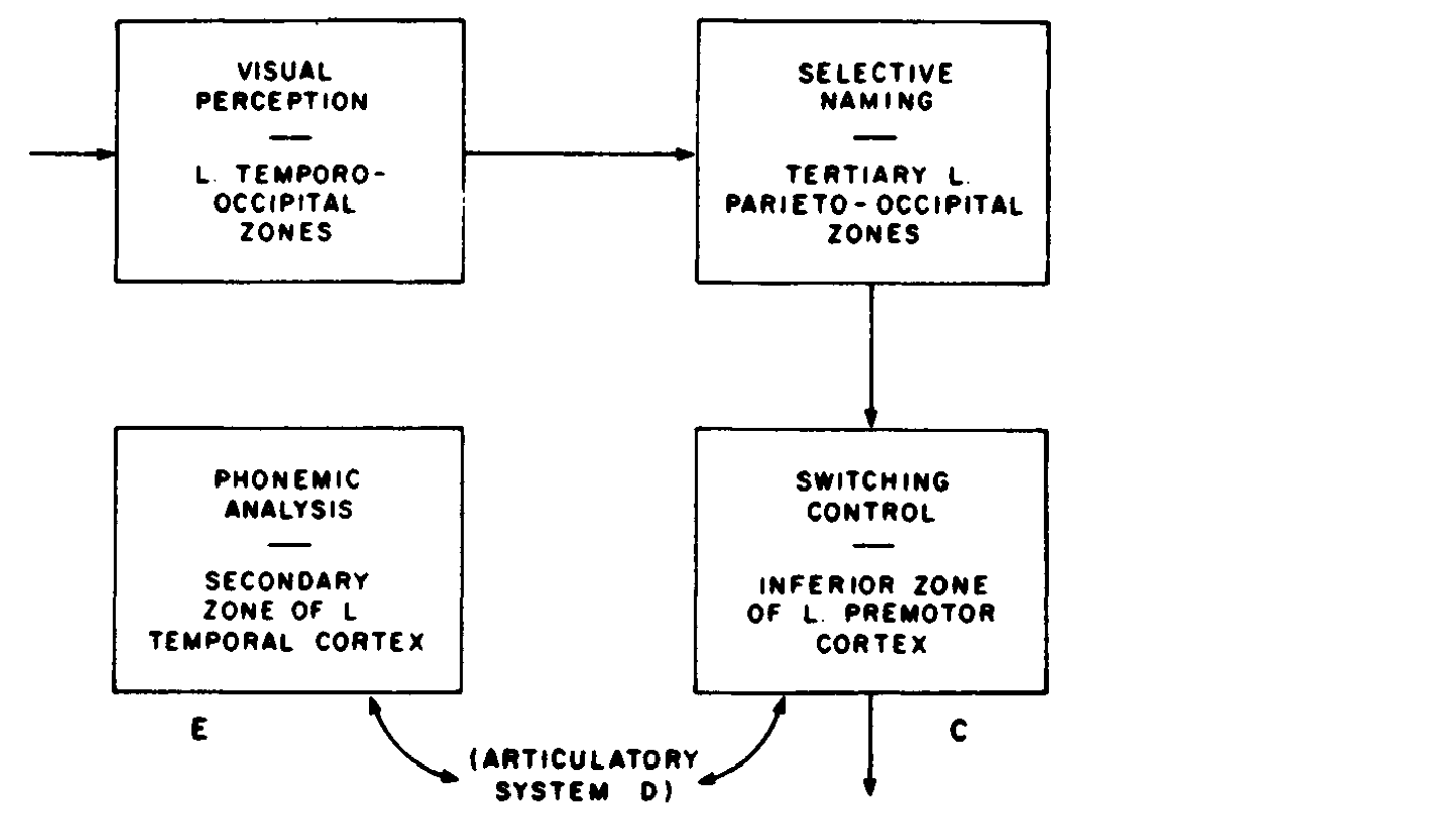 Luria's model of naming: A → B → E → C, articulatory system D