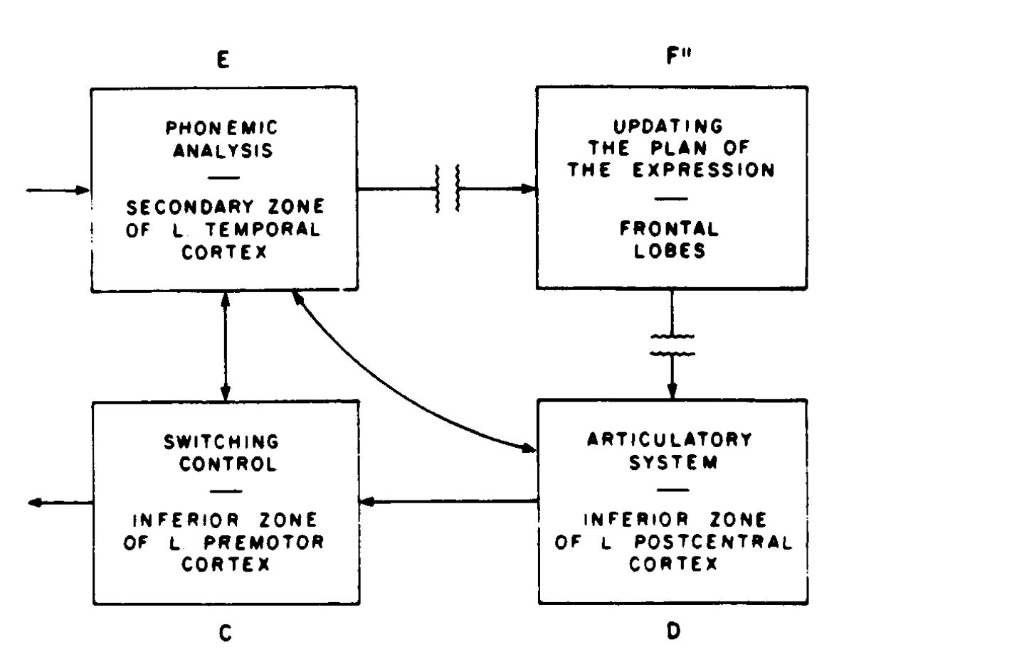 Luria's model of repetition: E ↔ F″ → D → C