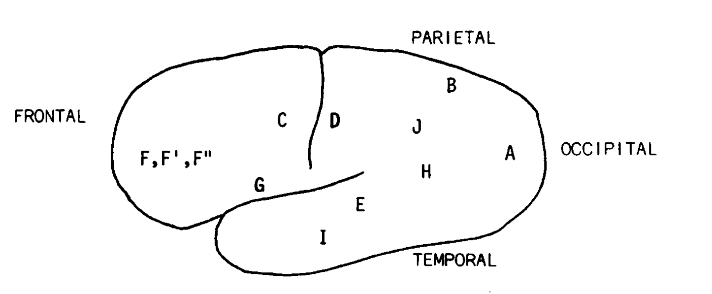Luria's components mapped onto the left hemisphere