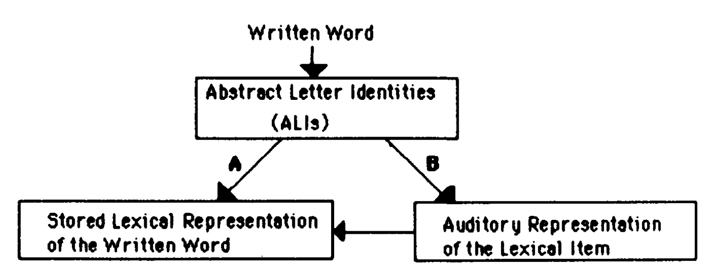 Reading-process model